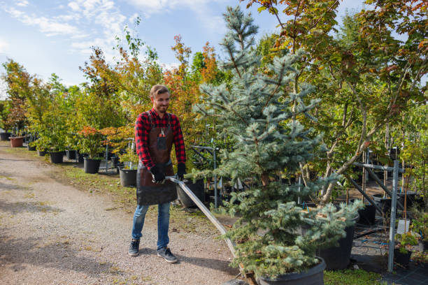 Reliable Greenfield, CA  Tree Services Solutions